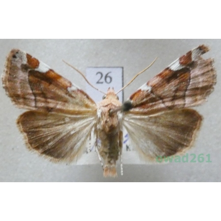 Cosmia diffinis (Linnaeus, 1767) Slovakia26